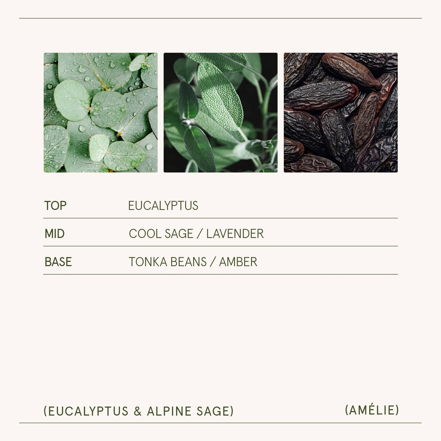 Scented Candle - Eucalyptus & Alpine Sage - 19oz | LJM