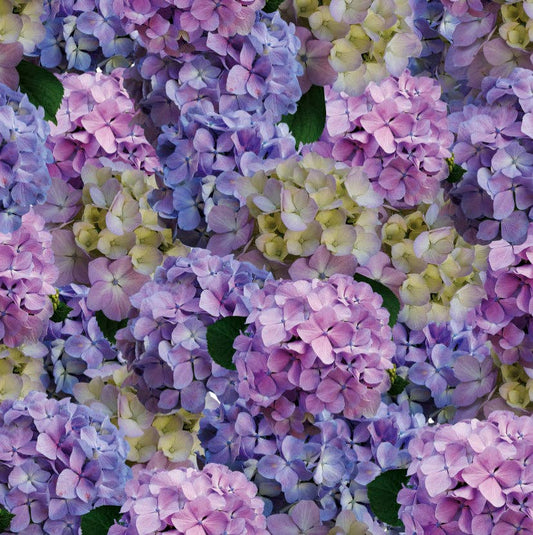 Nantucket - 24 Paper Placemats