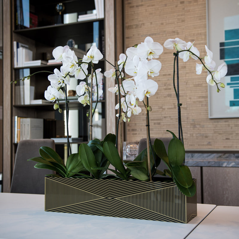 Large Acrylic Multi-Orchid Planter