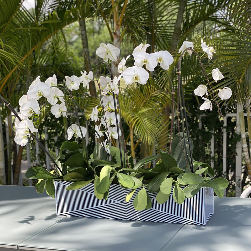 Large Acrylic Multi-Orchid Planter